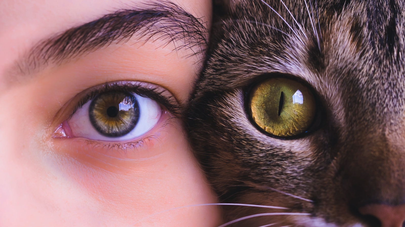 образе зверя